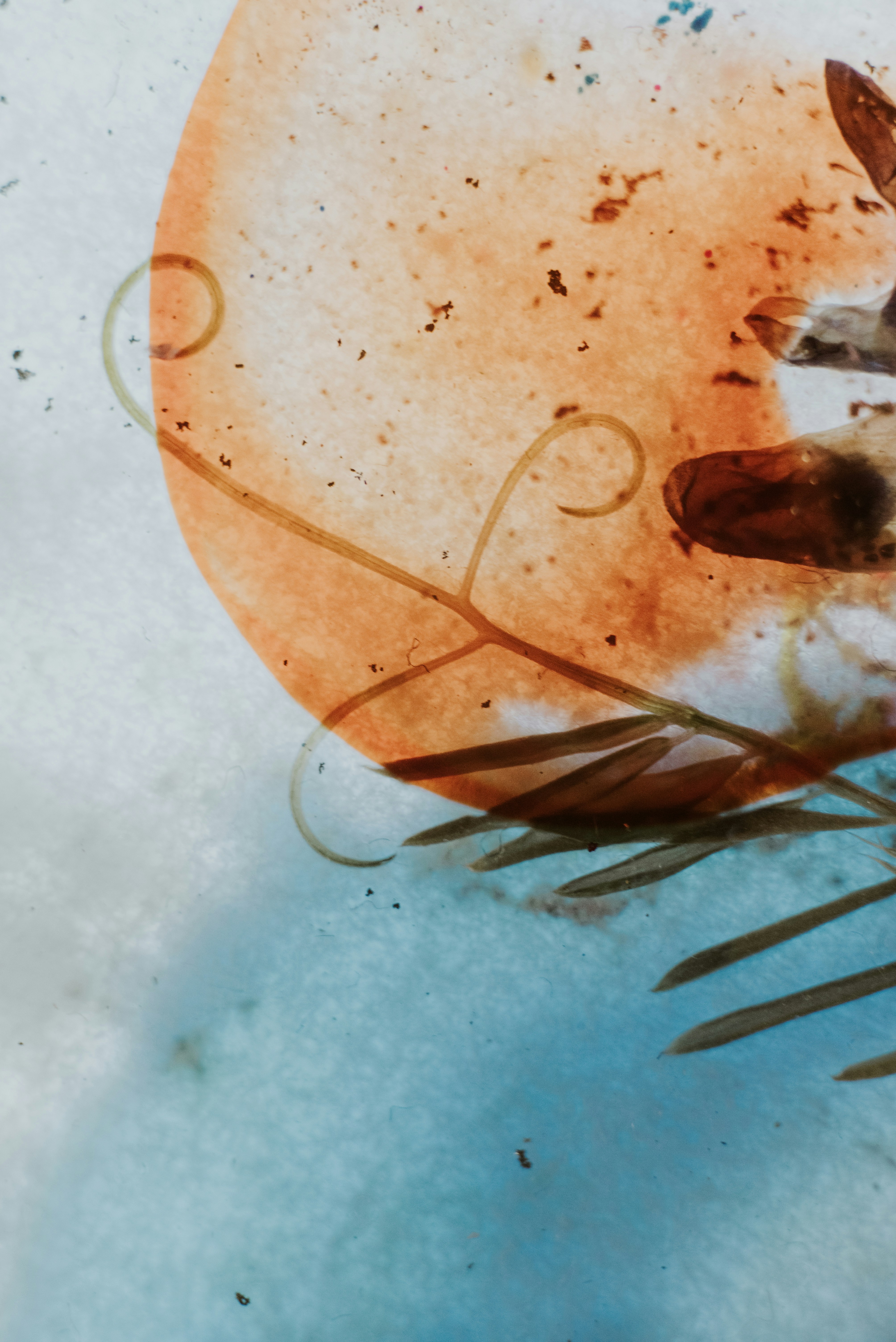 Photo by evieshaffer