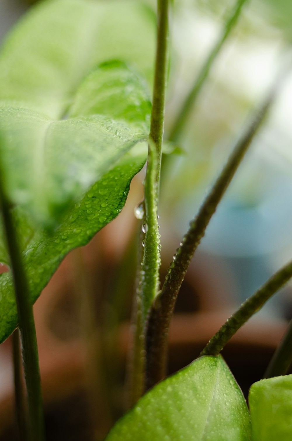 water droplets on green leaf