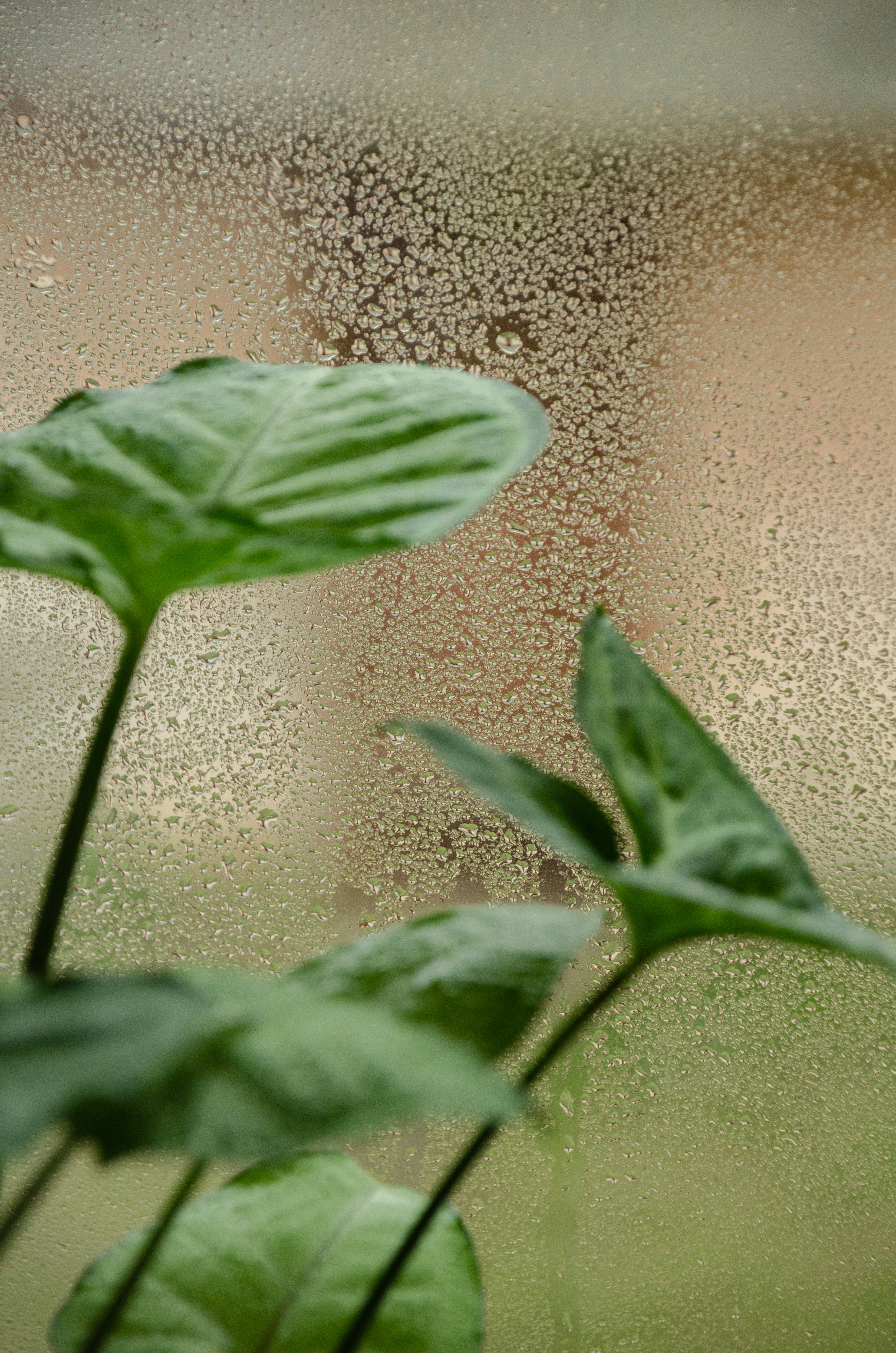green leaf plant on brown surface