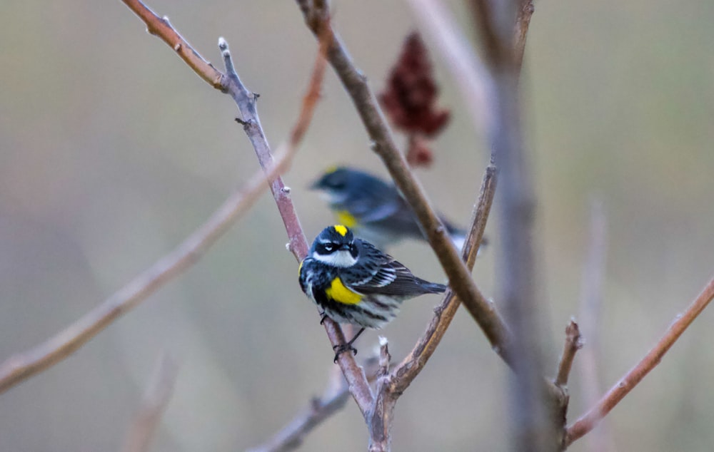 pájaro negro, amarillo y blanco en la rama marrón del árbol