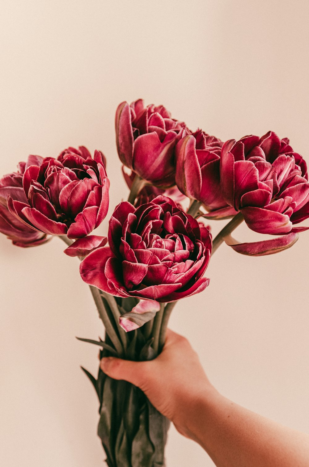 person holding red tulips in close up photography