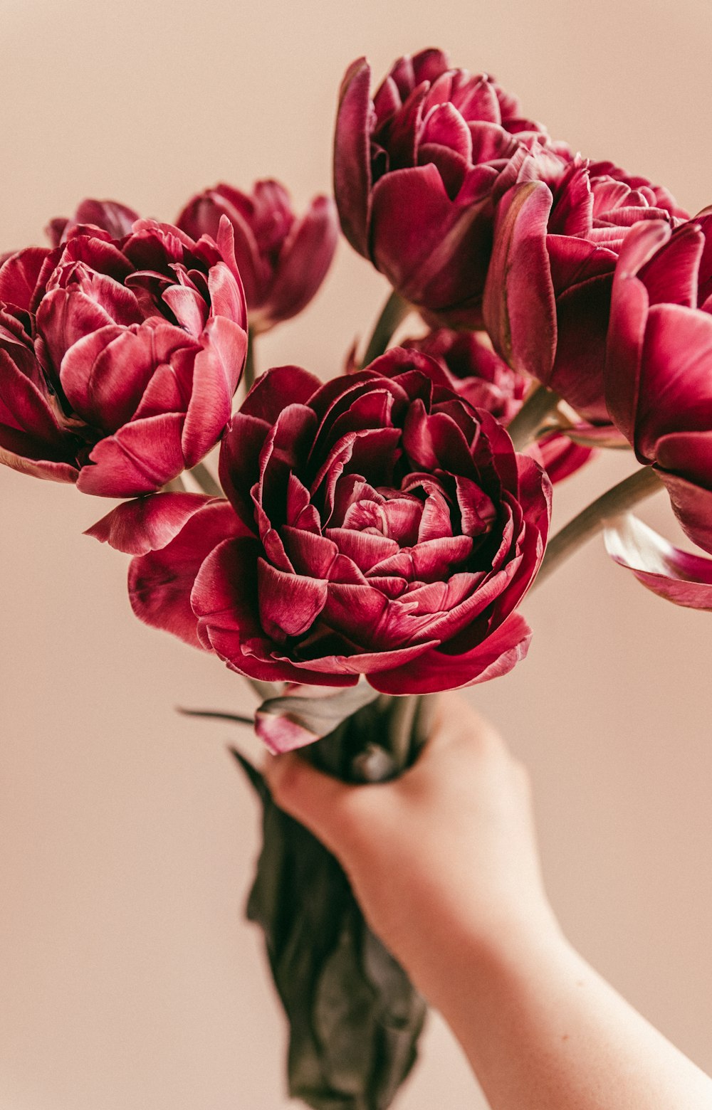 person holding red tulips in close up photography