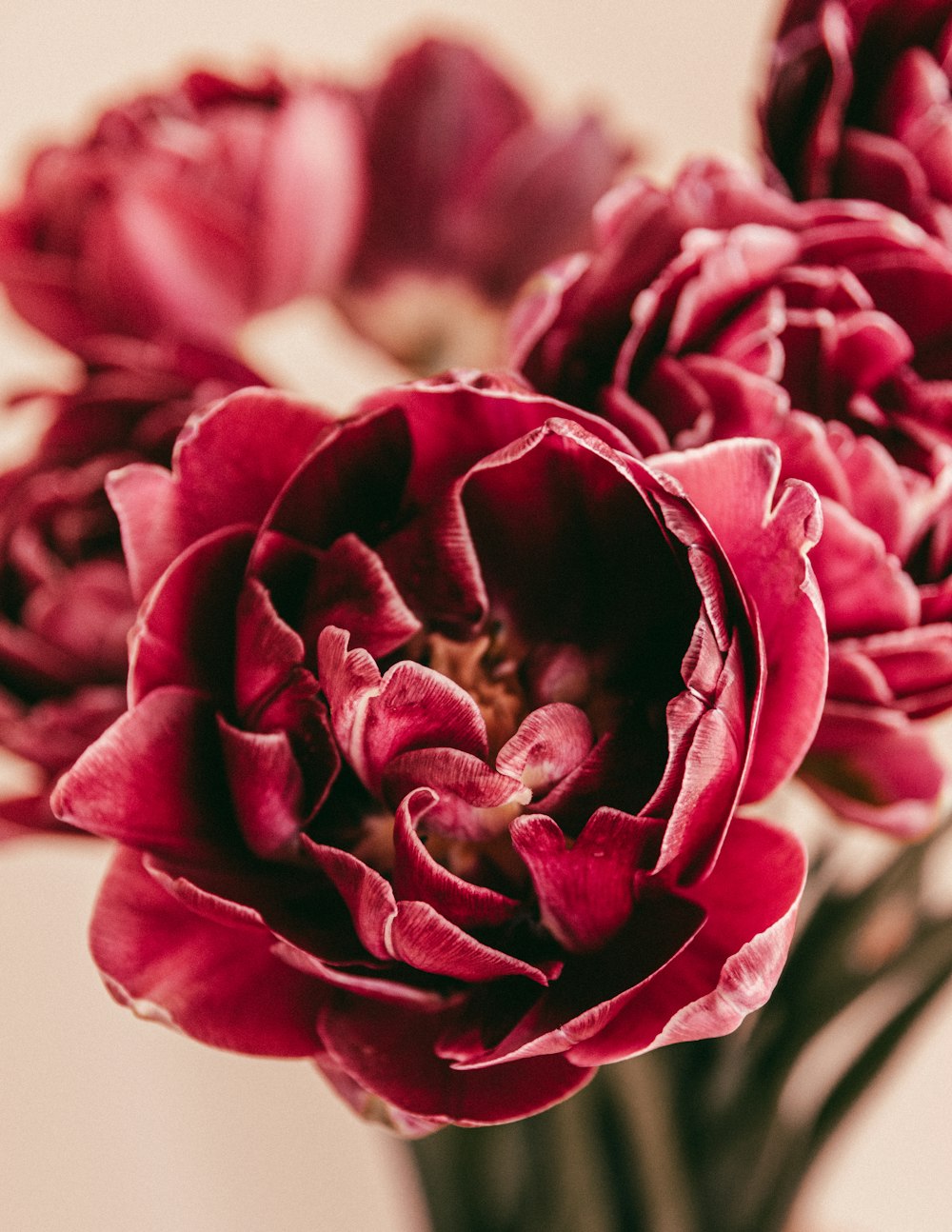 pink rose in bloom close up photo