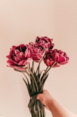 A hand holding a bouquet of vibrant red peonies against a neutral beige background. The flowers are fresh, with lush petals and green stems.