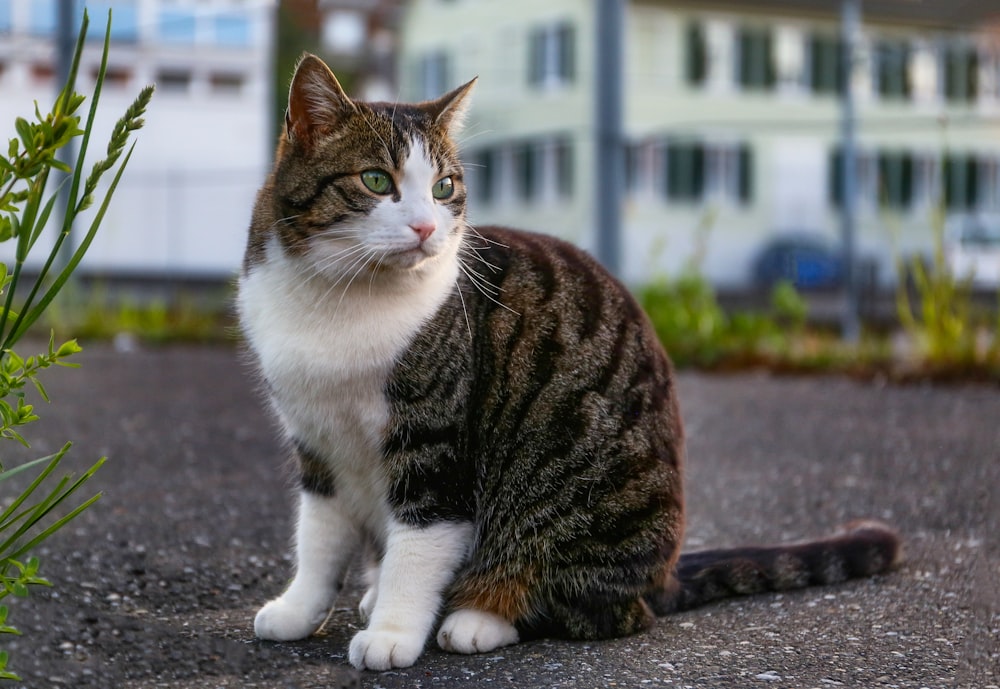 brown and white tabby cat on gray concrete floor