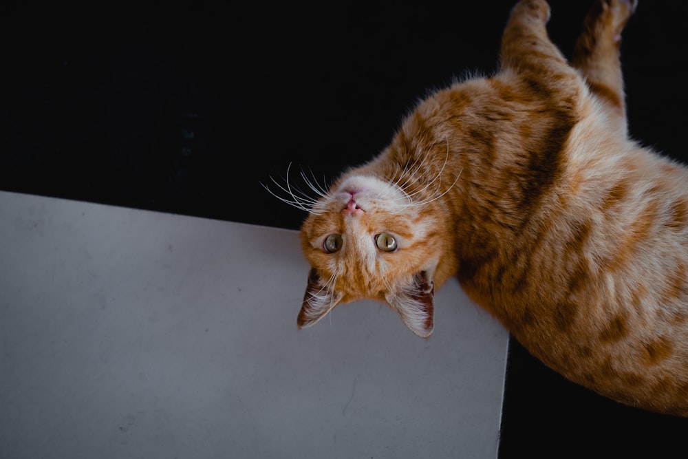 orange tabby cat on white table