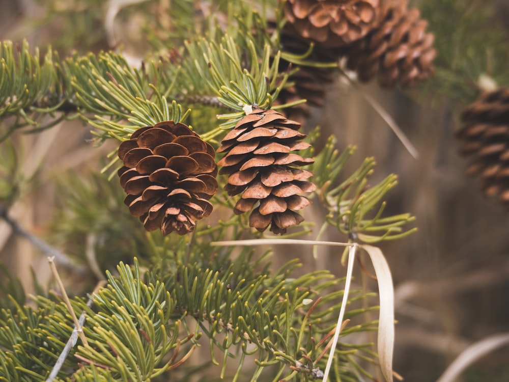 brown pine cone on green plant