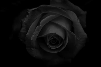 Artistic shot of a rose stem with thorns and leaves, capturing natural beauty and quality