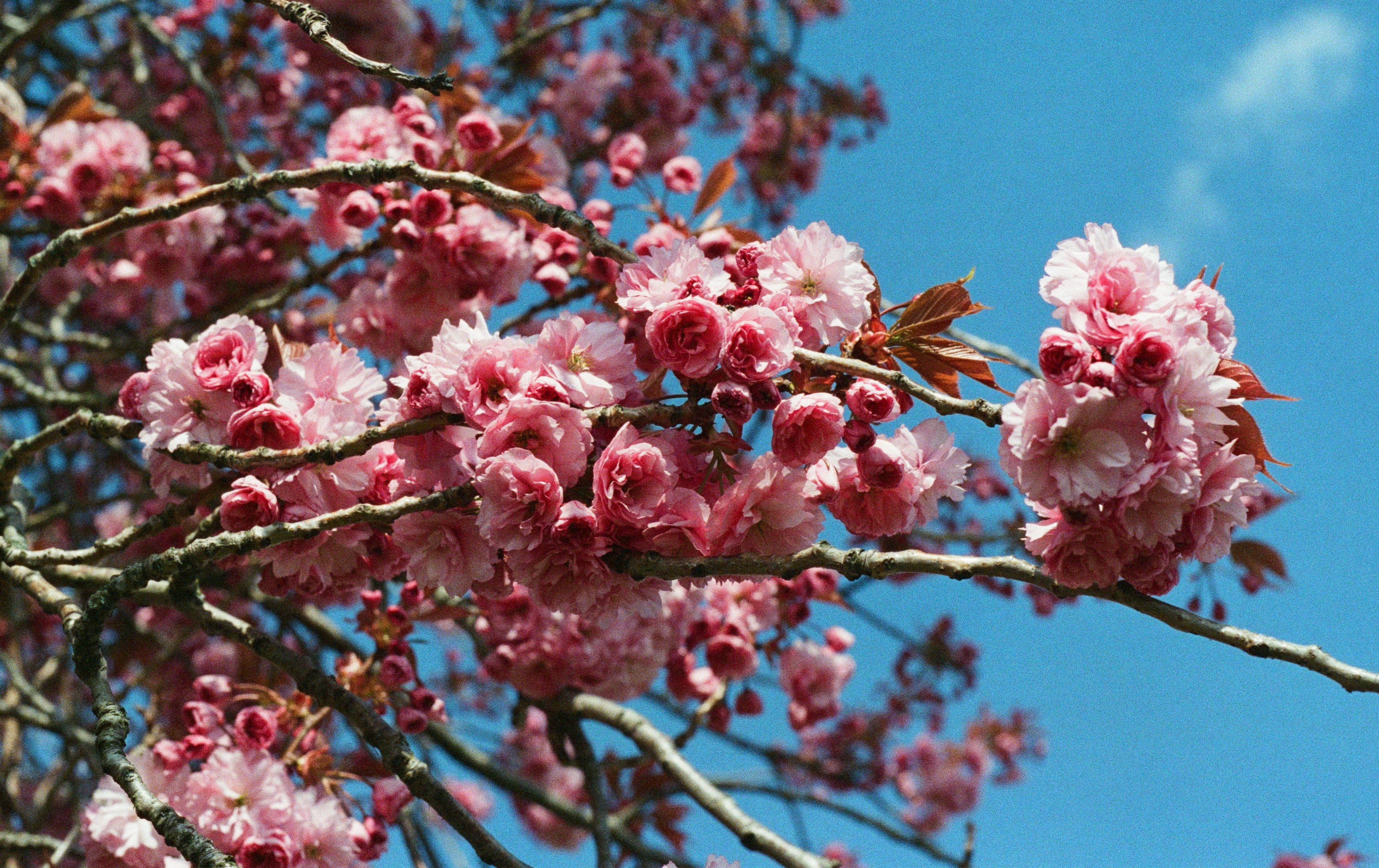 pink cherry blossom in close up photography