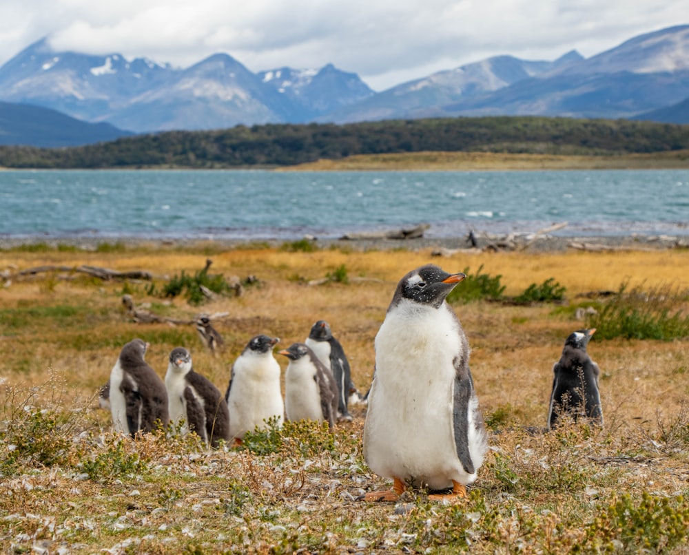 penguins on green grass field during daytime