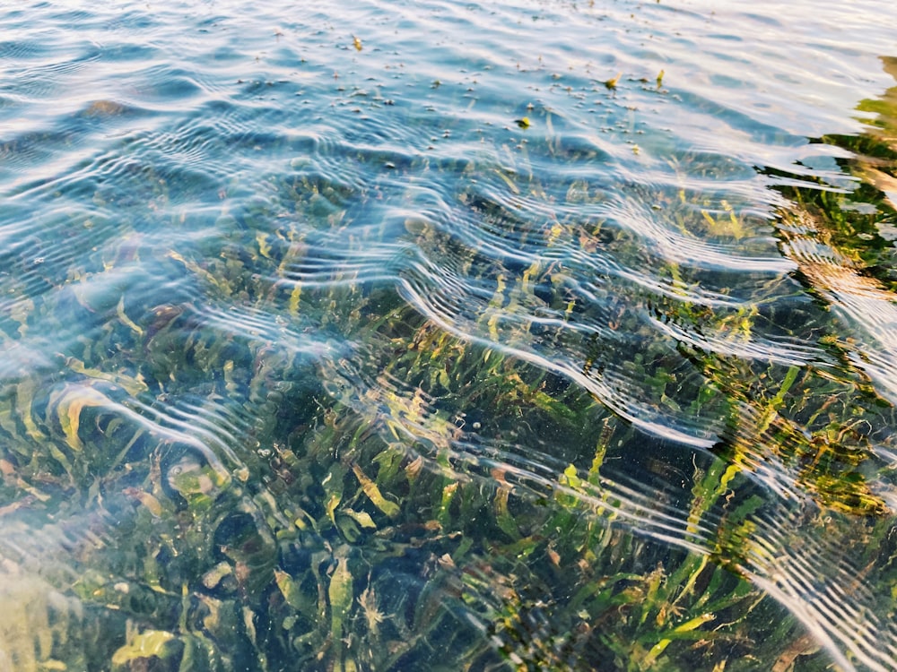 green grass on body of water