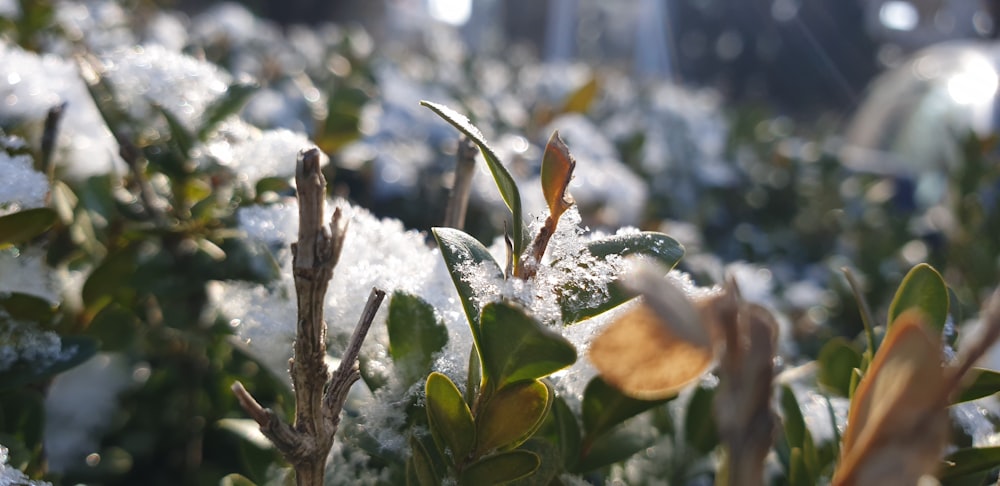 Planta verde y marrón cubierta de nieve