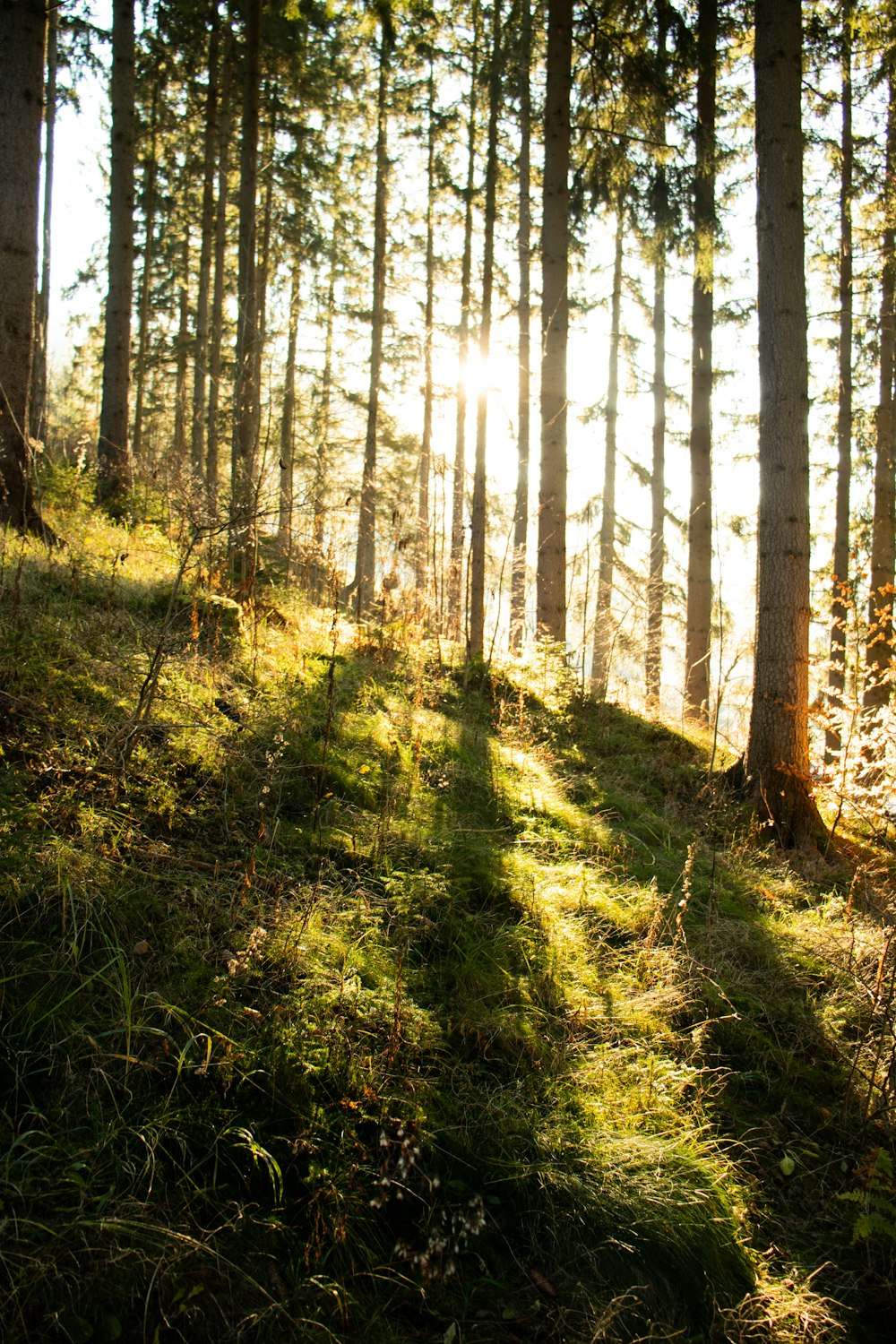 green grass and brown trees