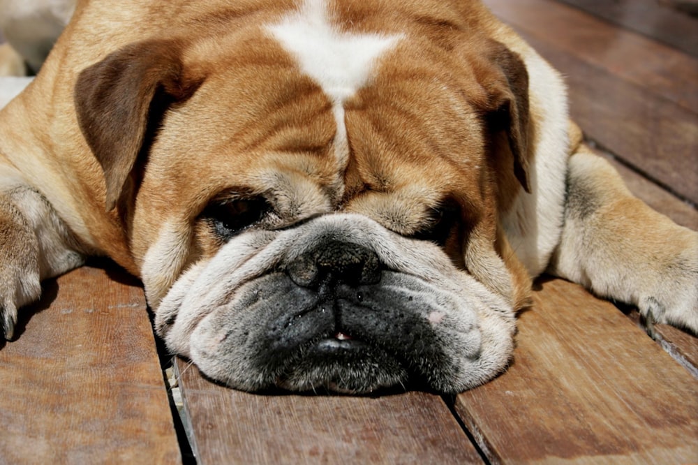 brown and white short coated dog lying on brown wooden floor