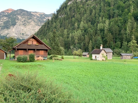 brown wooden house on green grass field near green mountain during daytime in Obertraun Austria