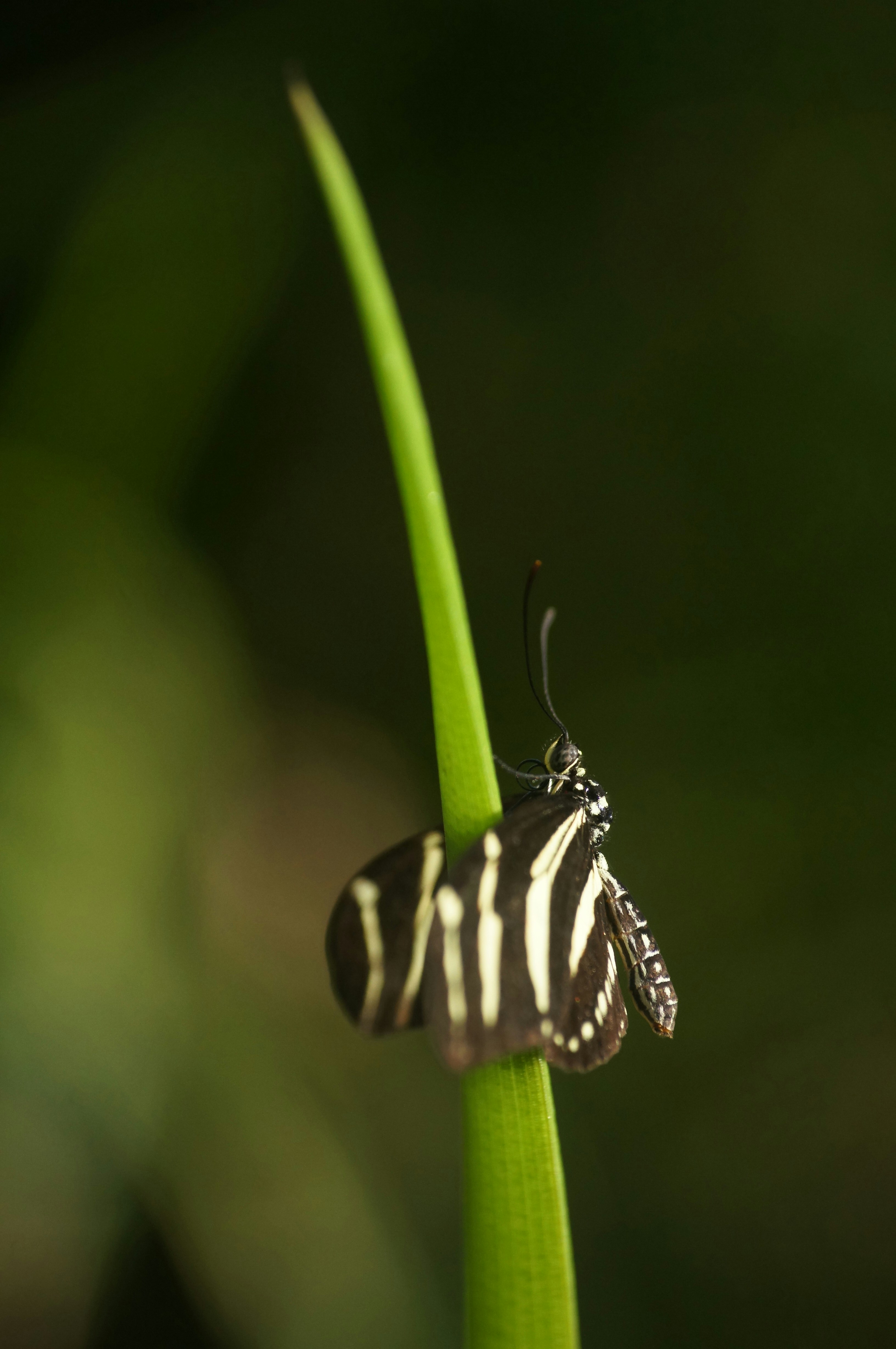 black and white butterfly on green leaf