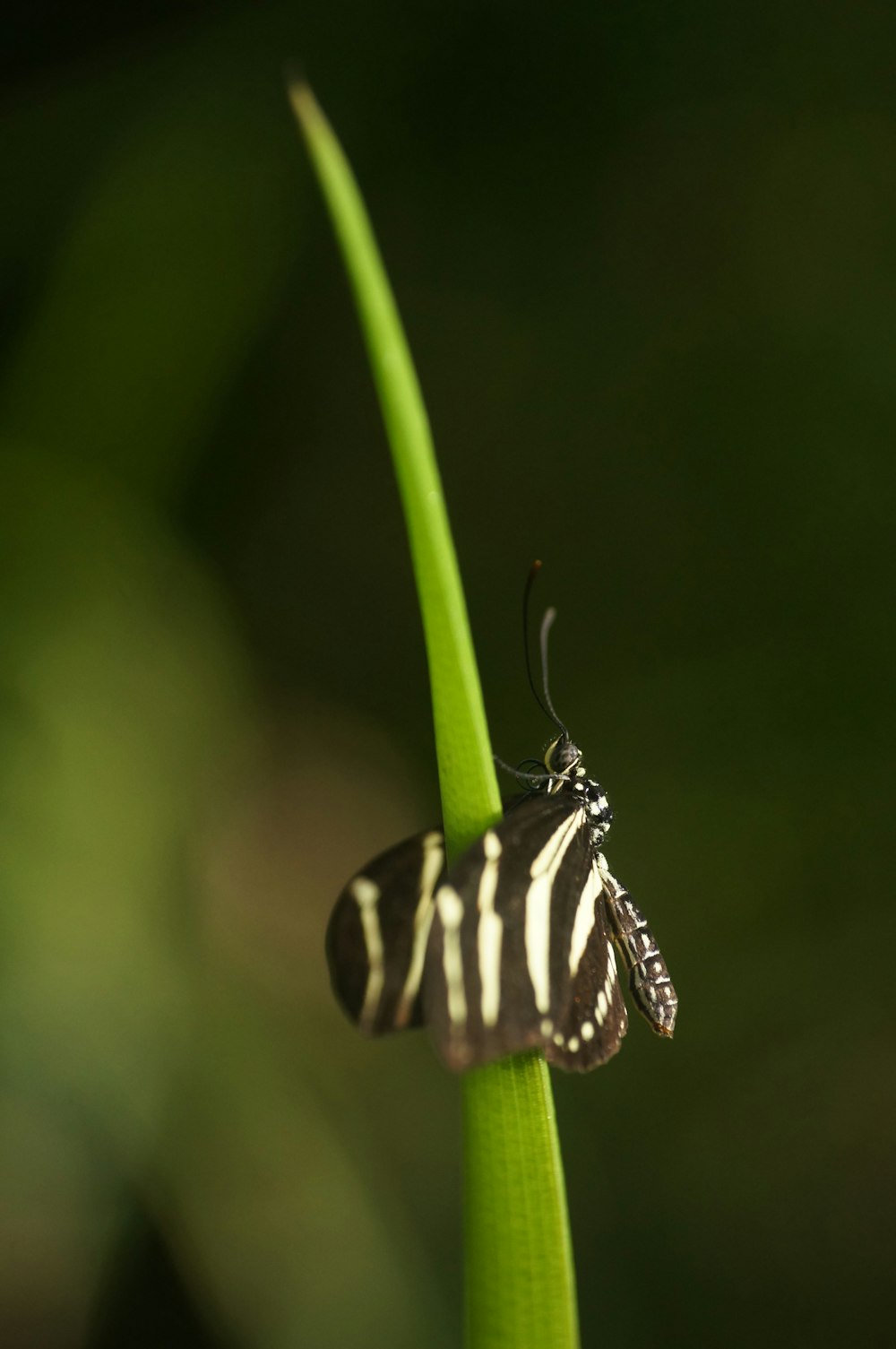 black and white butterfly on green leaf