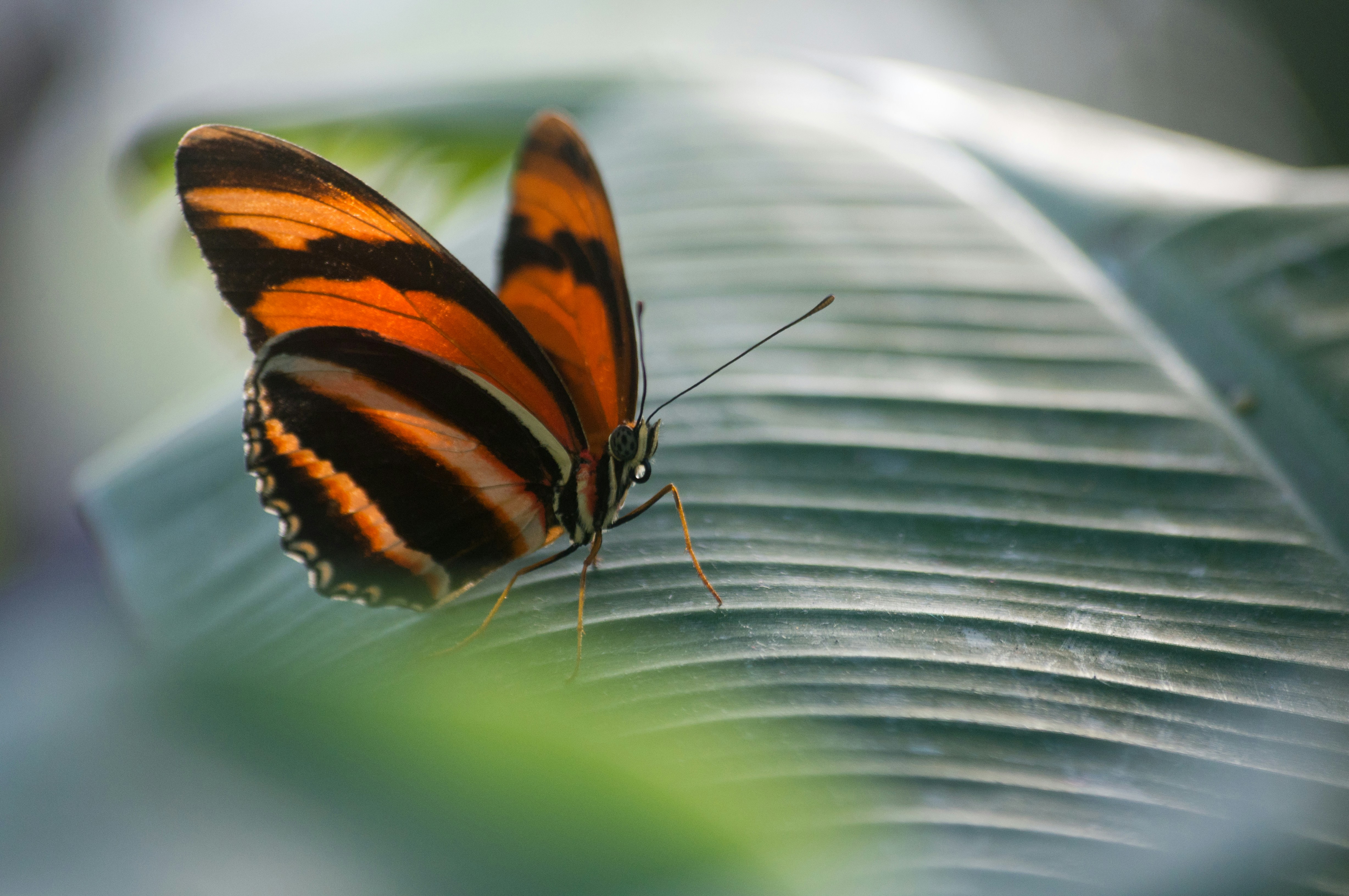 brown and black butterfly on green leaf