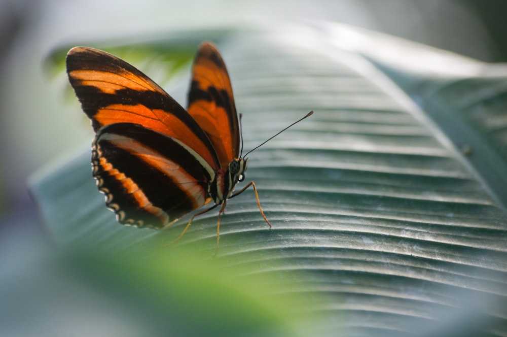 brown and black butterfly on green leaf