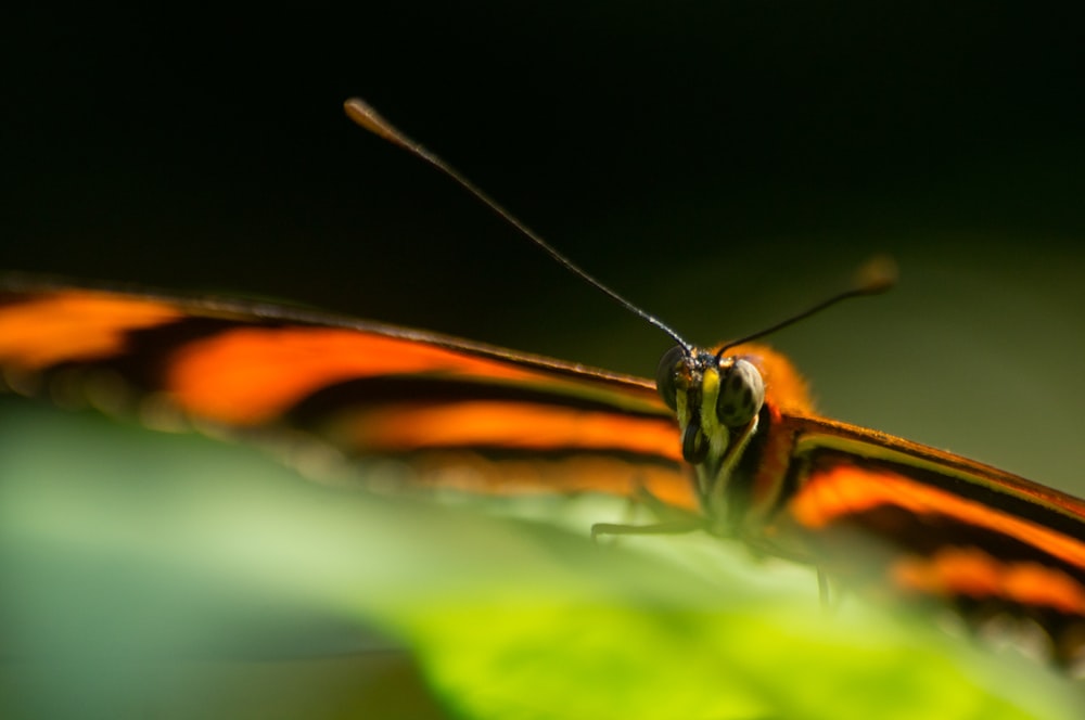 brown and black moth on green leaf