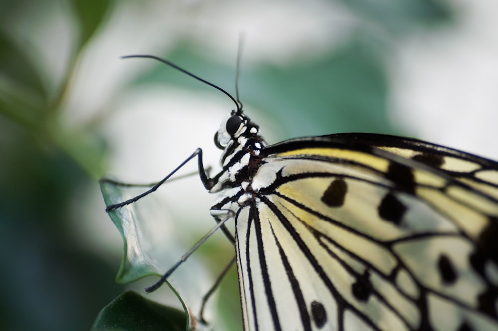 farfalla nera e gialla appollaiata su foglia verde nella fotografia ravvicinata durante il giorno