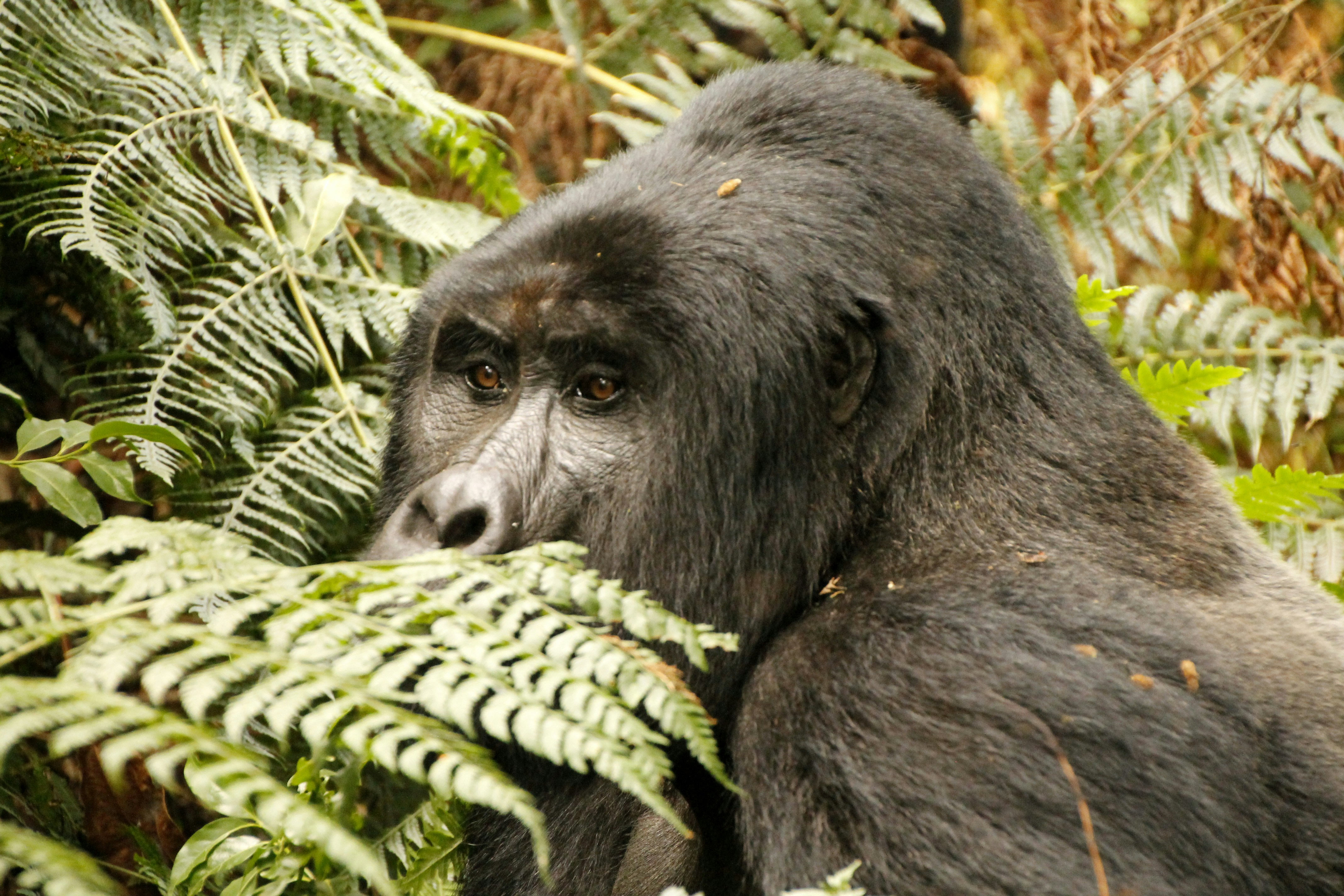 black gorilla surrounded by green leaves, Silverback in Bwindi Impenetrable Forest, Uganda. 2017.