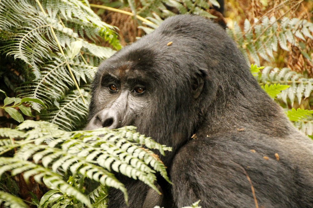 Schwarzer Gorilla umgeben von grünen Blättern