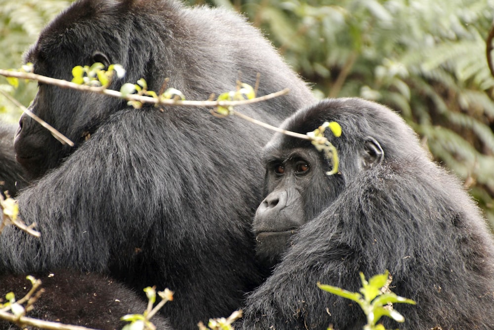 black gorilla on green grass during daytime