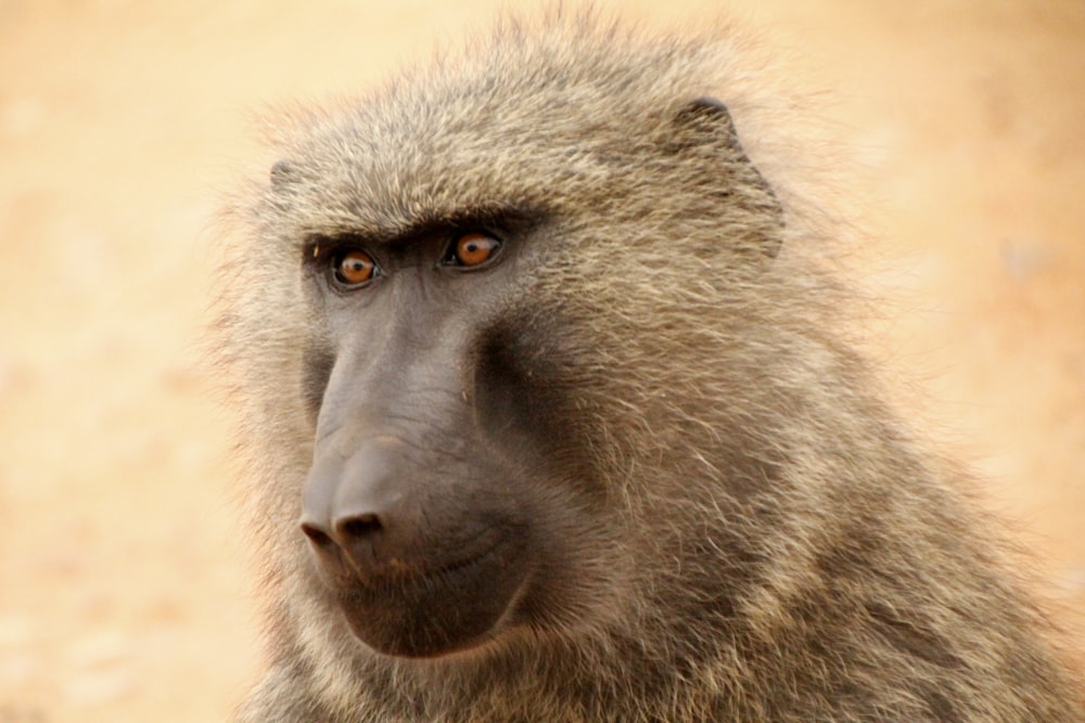 brown and gray monkey during daytime