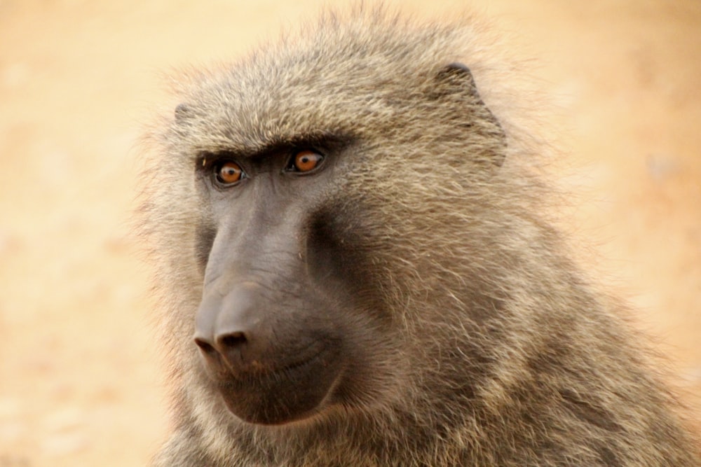 macaco marrom e cinza durante o dia