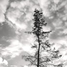 grayscale photo of tree under cloudy sky