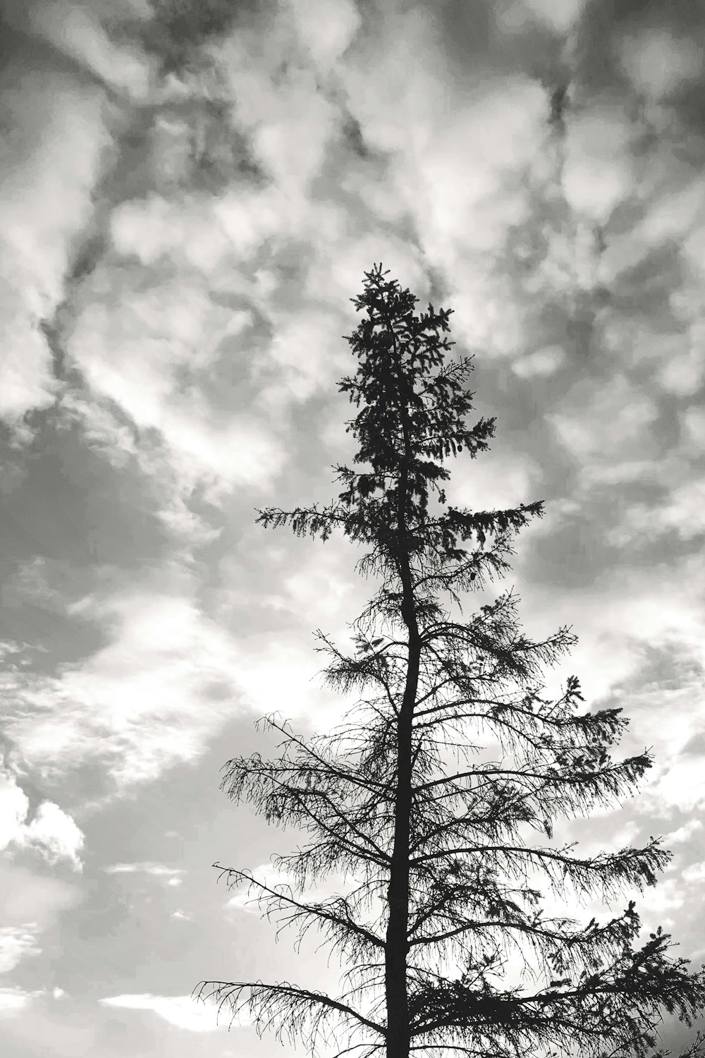 grayscale photo of tree under cloudy sky