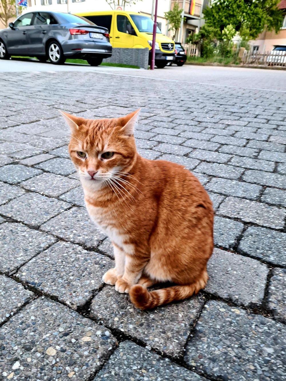 orange tabby cat on gray brick floor