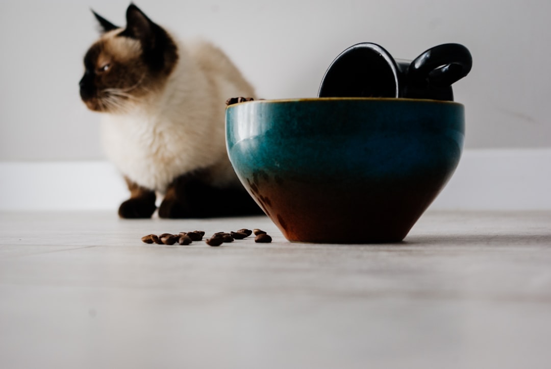 white and brown cat beside blue ceramic bowl