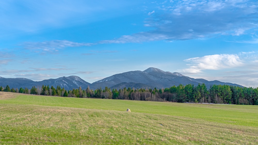 green grass field with trees and mountains in distance under blue sky with white clouds during