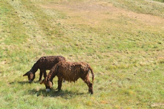 Two brown, long-haired donkeys are grazing on a lush, green grassy field. The background is composed of rolling hills covered in similar grass, creating a peaceful and natural rural setting.