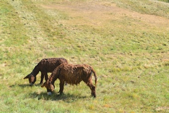 Two brown, long-haired donkeys are grazing on a lush, green grassy field. The background is composed of rolling hills covered in similar grass, creating a peaceful and natural rural setting.