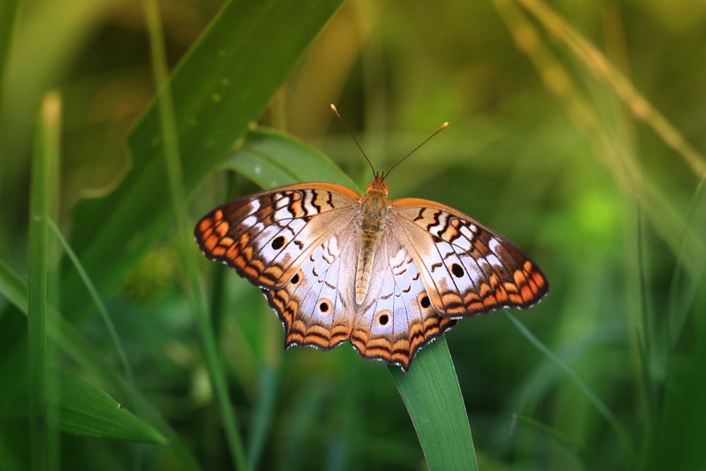 brown and white butterfly perched on green leaf