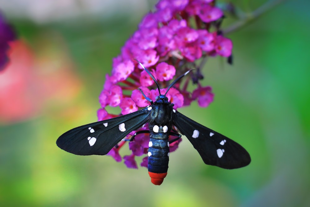 black and white butterfly perched on purple flower in close up photography during daytime