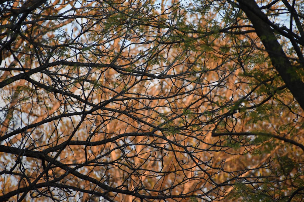 arbre brun sans feuilles sous le ciel bleu pendant la journée