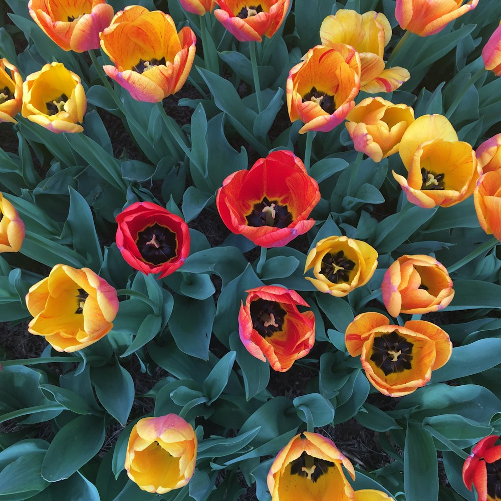 red and yellow flower bouquet