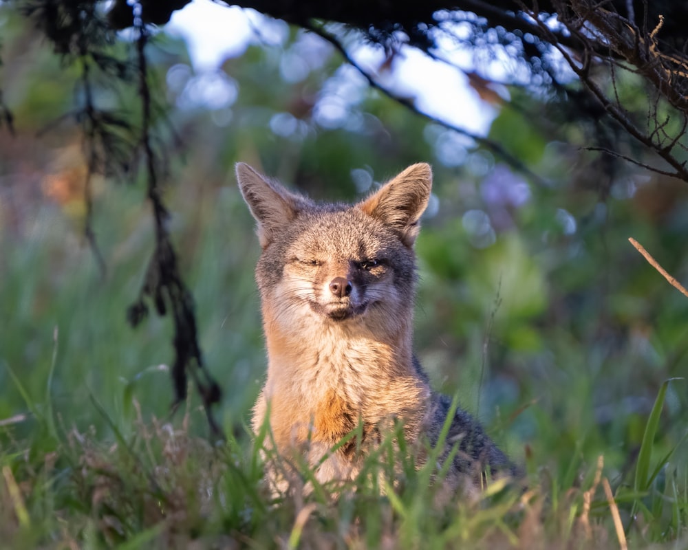 brown fox on green grass during daytime