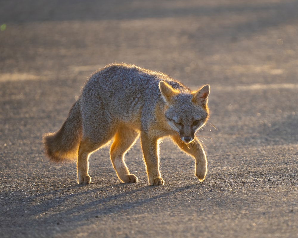 raposa marrom andando na areia cinzenta durante o dia
