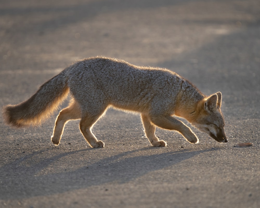 raposa marrom na areia cinzenta durante o dia