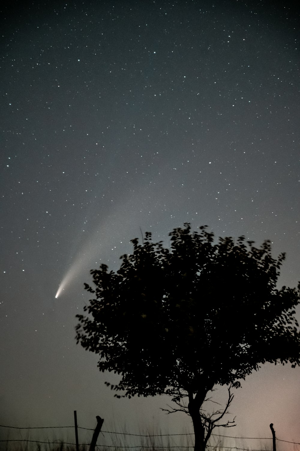 árvore verde sob o céu azul durante a noite