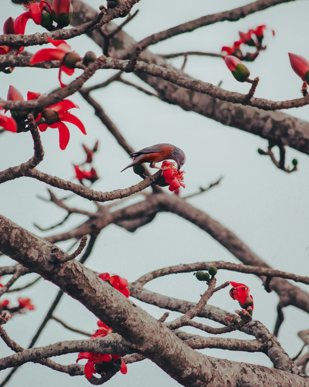 oiseau rouge et noir sur une branche d’arbre brune pendant la journée