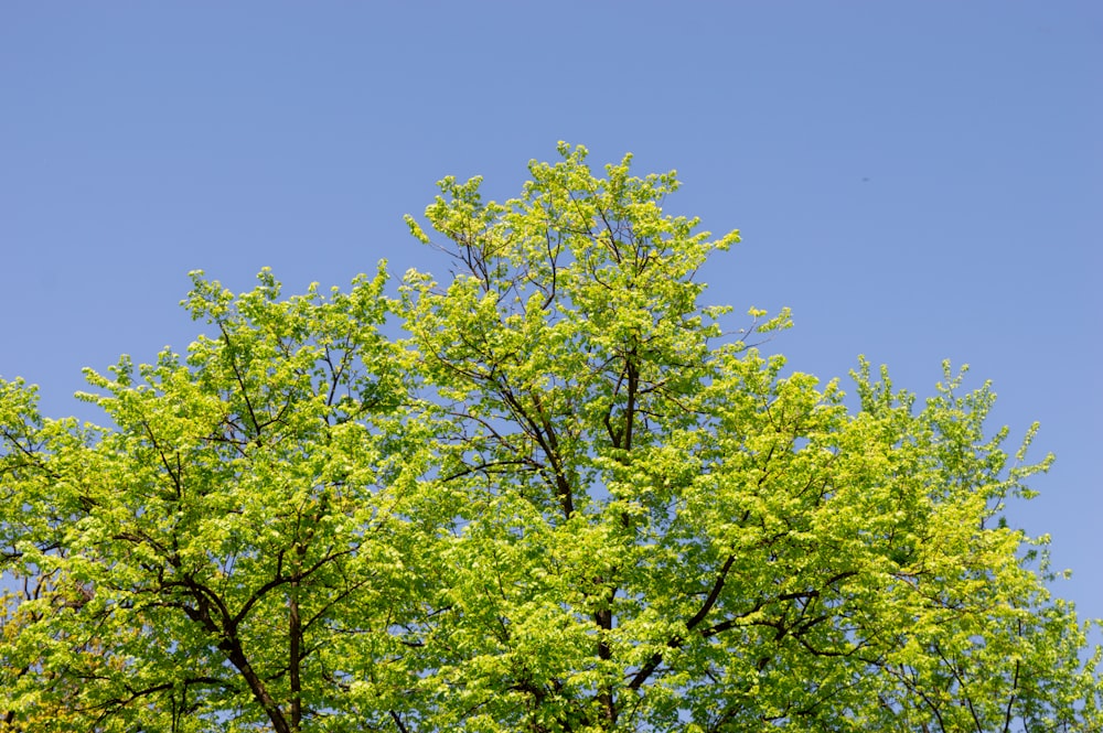 green tree under blue sky during daytime