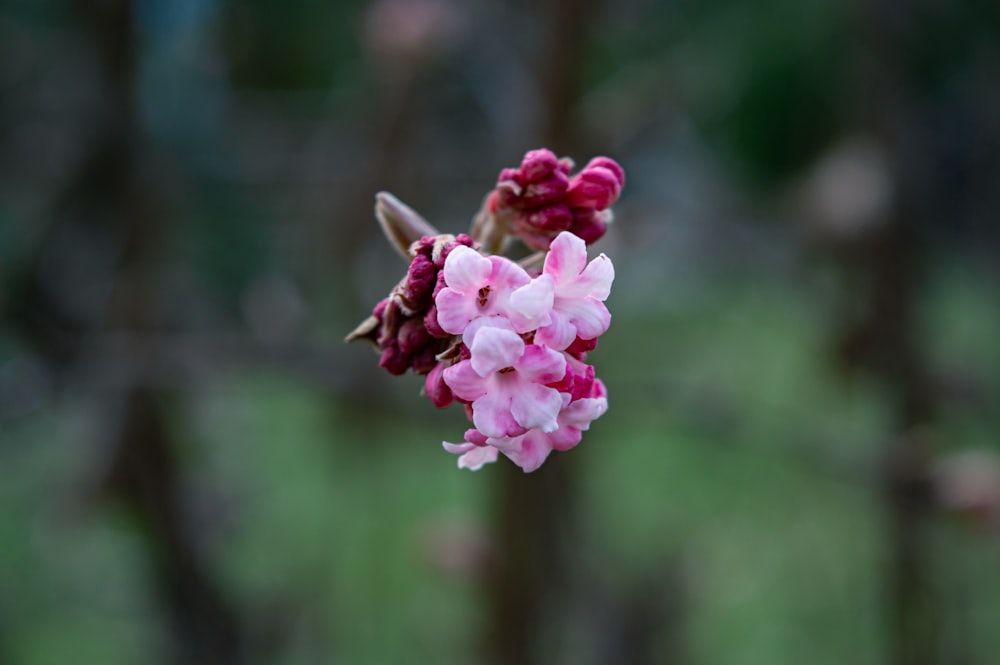 pink flower in tilt shift lens