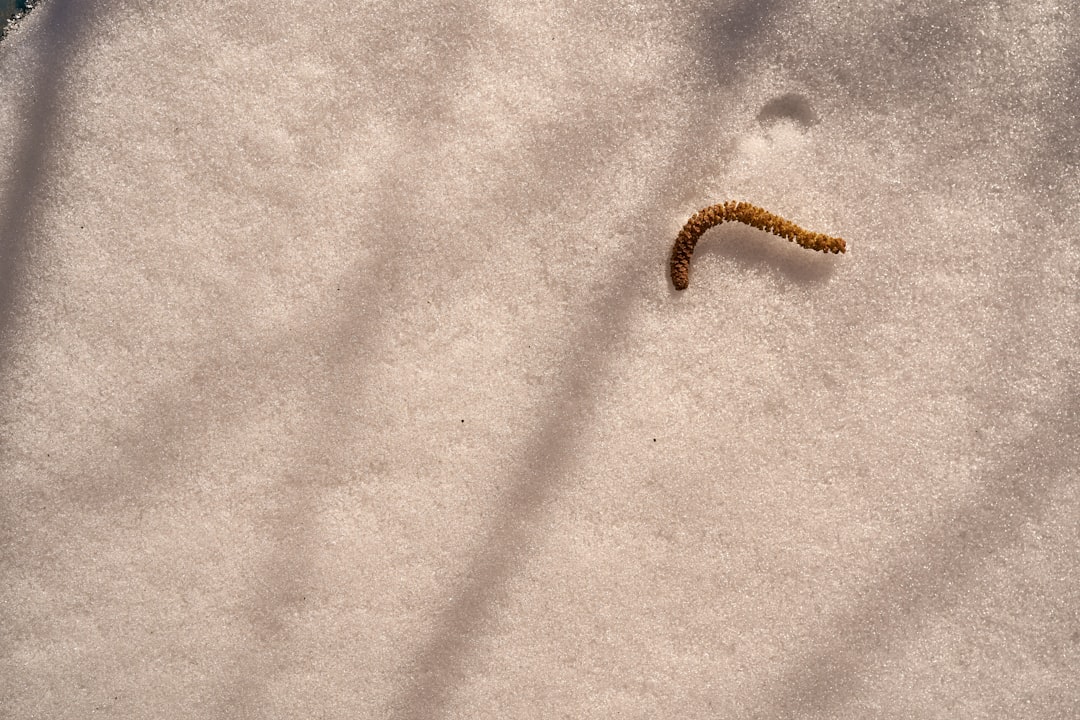 brown worm on white textile