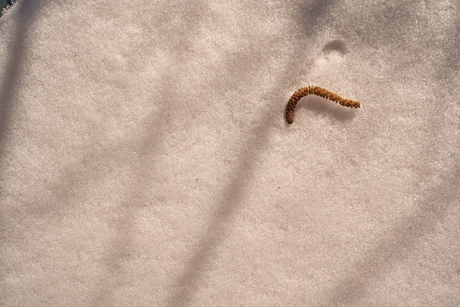 Uzročnik Ankiloštomoza: Simptomi, Dijagnoza i Efikasno Liječenje Nematodom Ancylostoma duodenale